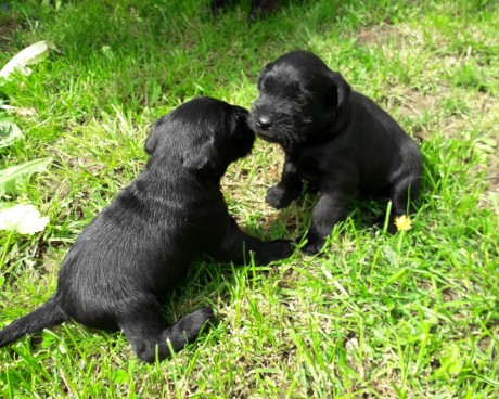Garten Babies