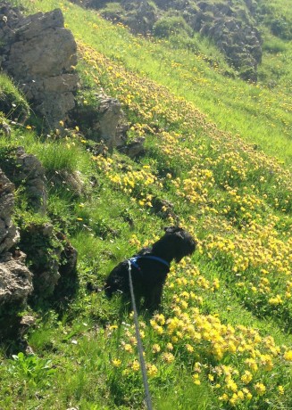 Gwenda in Blumenwiese