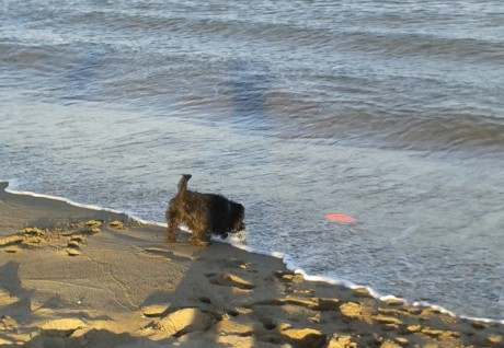 Magnus mit Frisbee