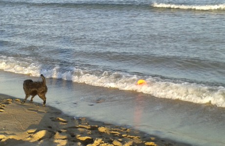 Magnus mit Frisbee2