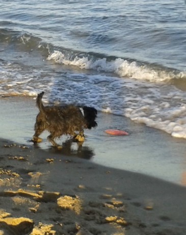 Magnus mit Frisbee3