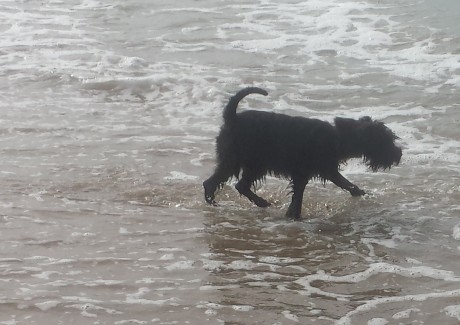 Yuki im Meer