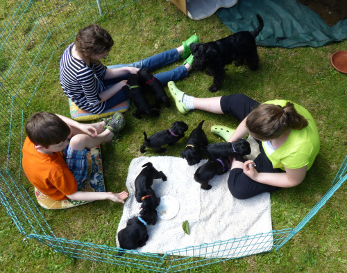 Kinder und Hunde haben im Garten ihren Spaß. Foto vom 30.5.2014