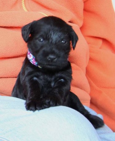 ginny07042013