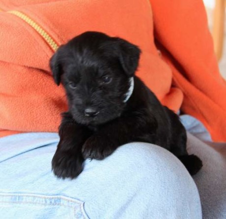 gismo07042013