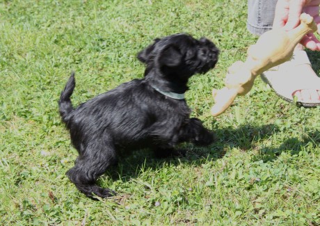 gismo4