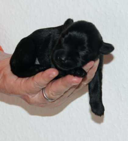guido8