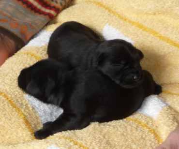 Unsere Rüden: Ivo und Illo